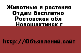 Животные и растения Отдам бесплатно. Ростовская обл.,Новошахтинск г.